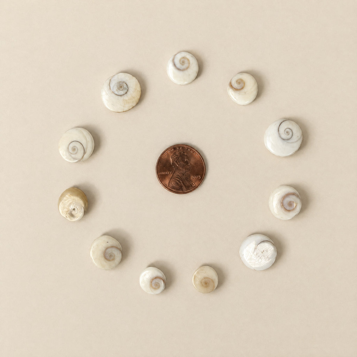 Gomti Chakra shells arranged around a US penny to show their small size