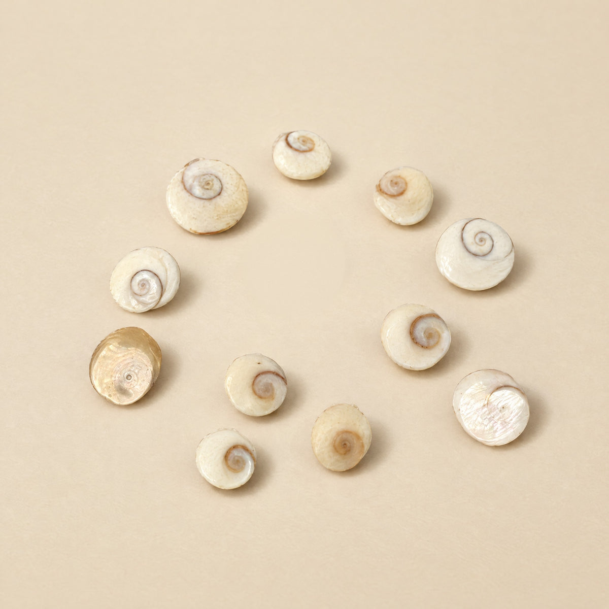 Eleven natural Gomti Chakra Shiva eye shells with spiral patterns
