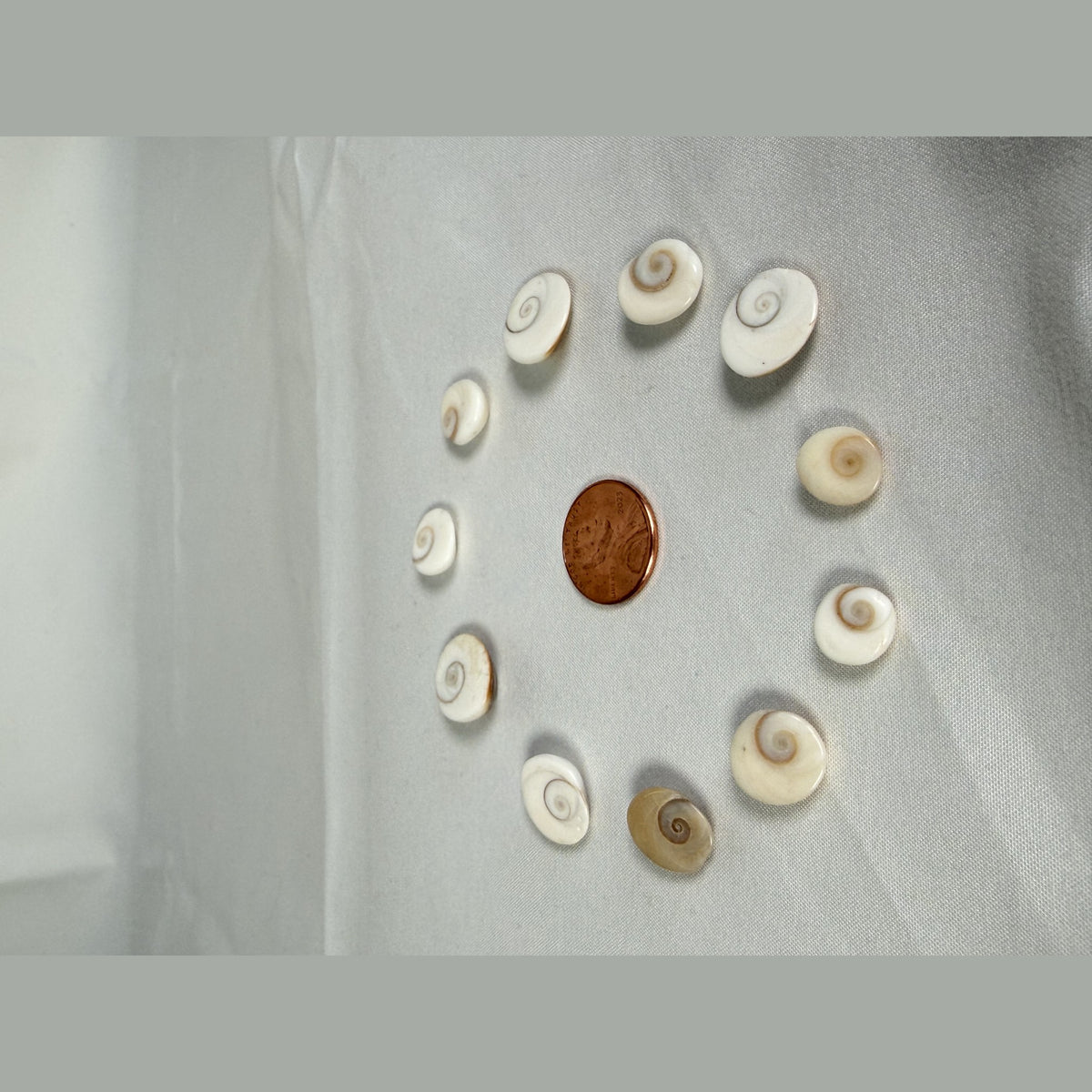 Unedited photo of eleven Gomti Chakra shells around a penny